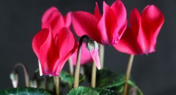 Hai il ciclamino in balcone e appassisce subito? Non temere, la soluzione è facile