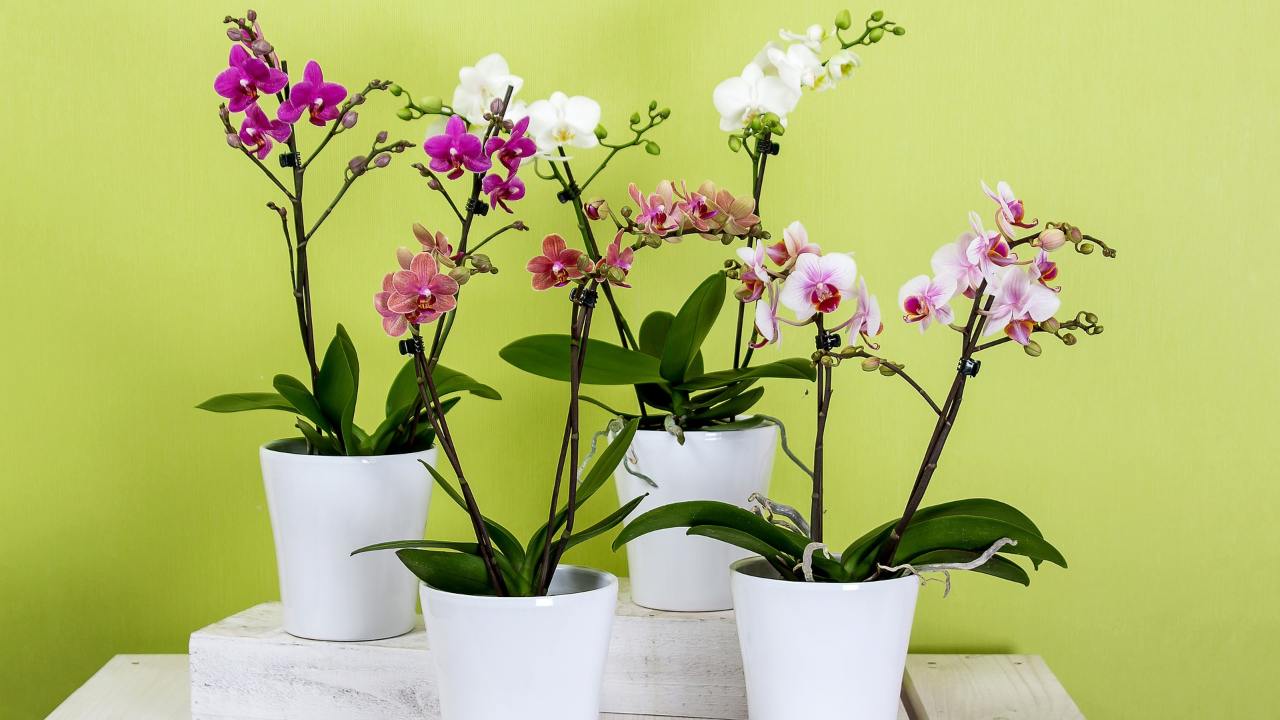 Phalaenopsis, orchidea, pianta, appartamento, giardinaggio, fiori