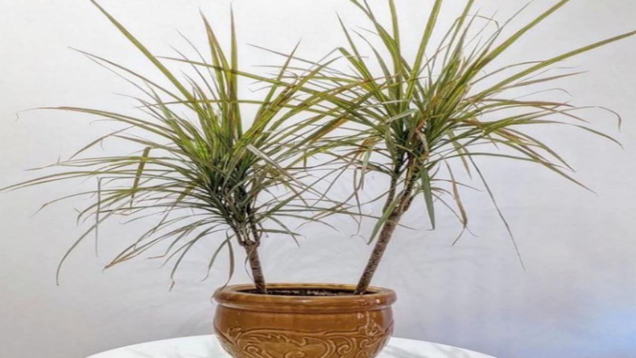 Dracaena marginata come coltivarla