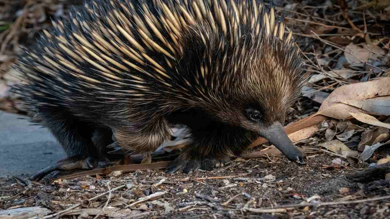 caratteristiche echidna