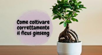 Ficus ginseng: hai sempre sbagliato e la pianta sta male