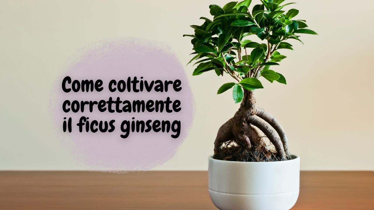 coltivare ficus ginseng