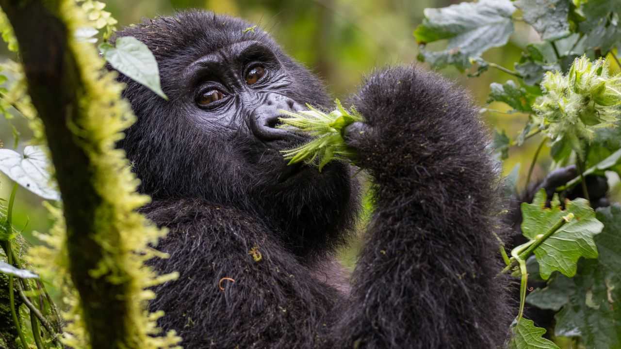 Gorilla triste Fasano appello liberare