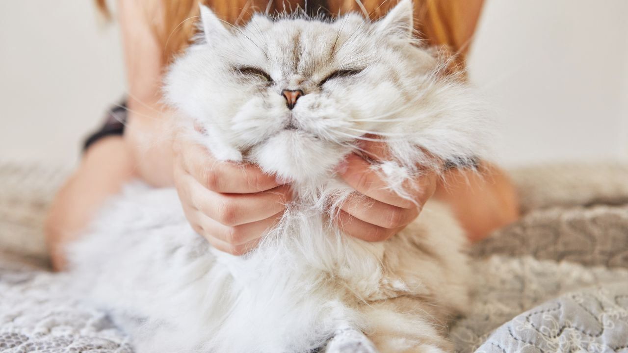 Animali domestici grattini motivo amore