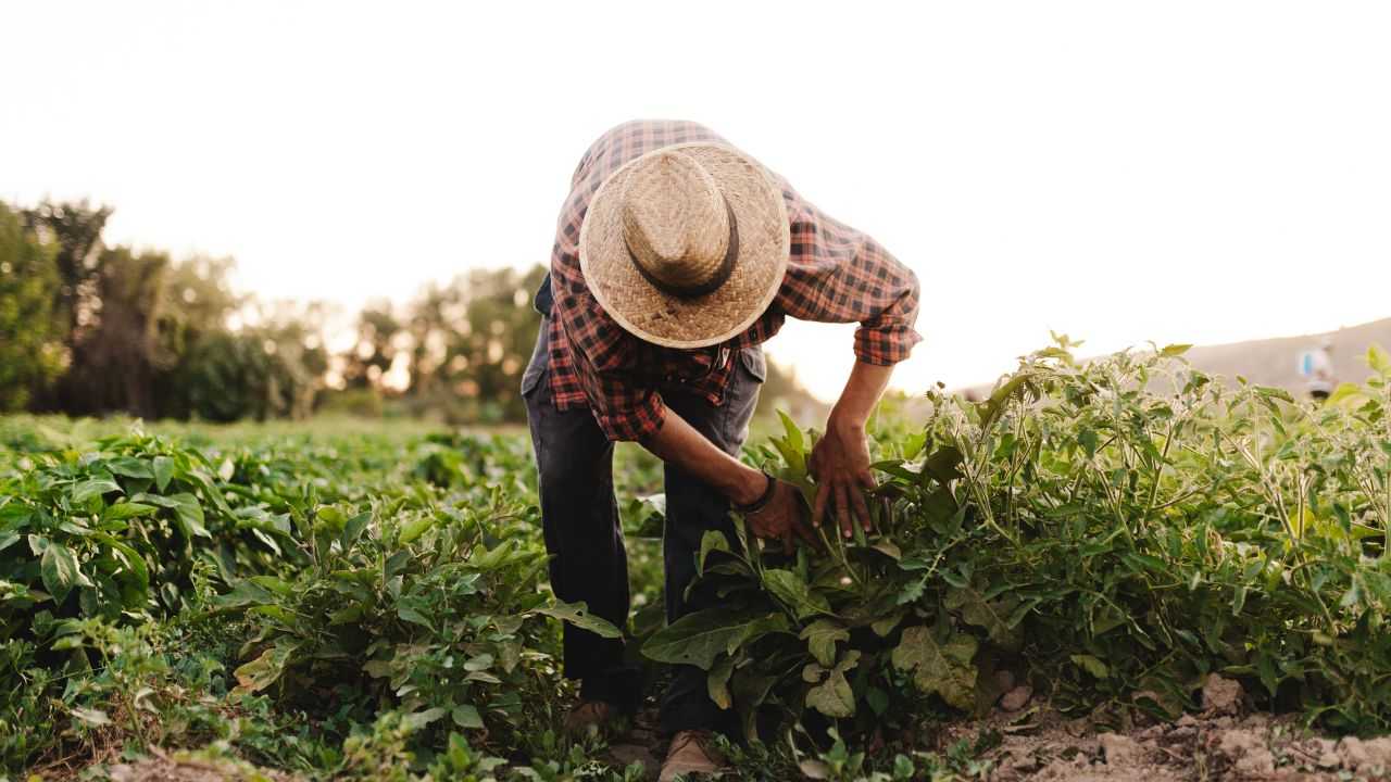 Voucher agricoltura aboliti contratto