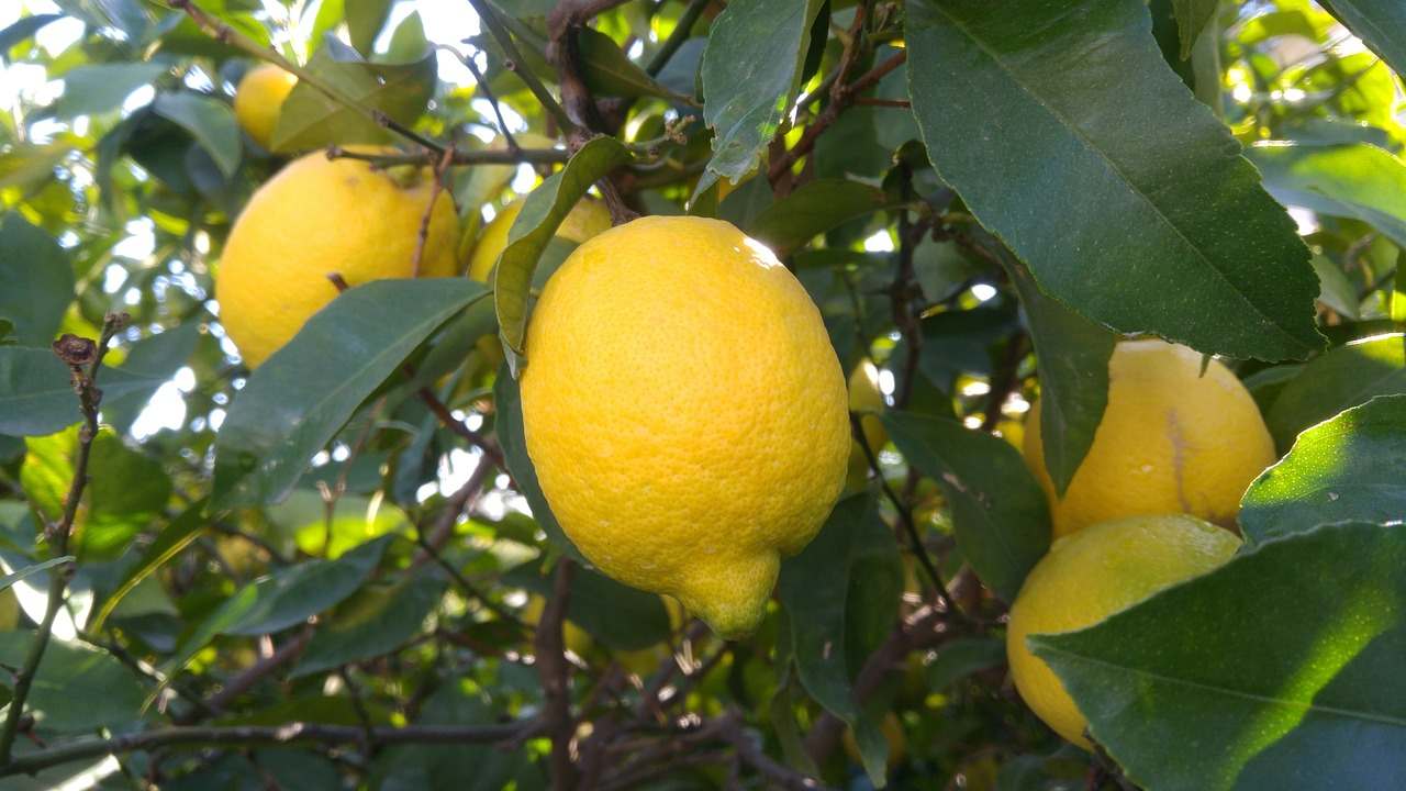 Limone coltivazione in terrazzo segreto