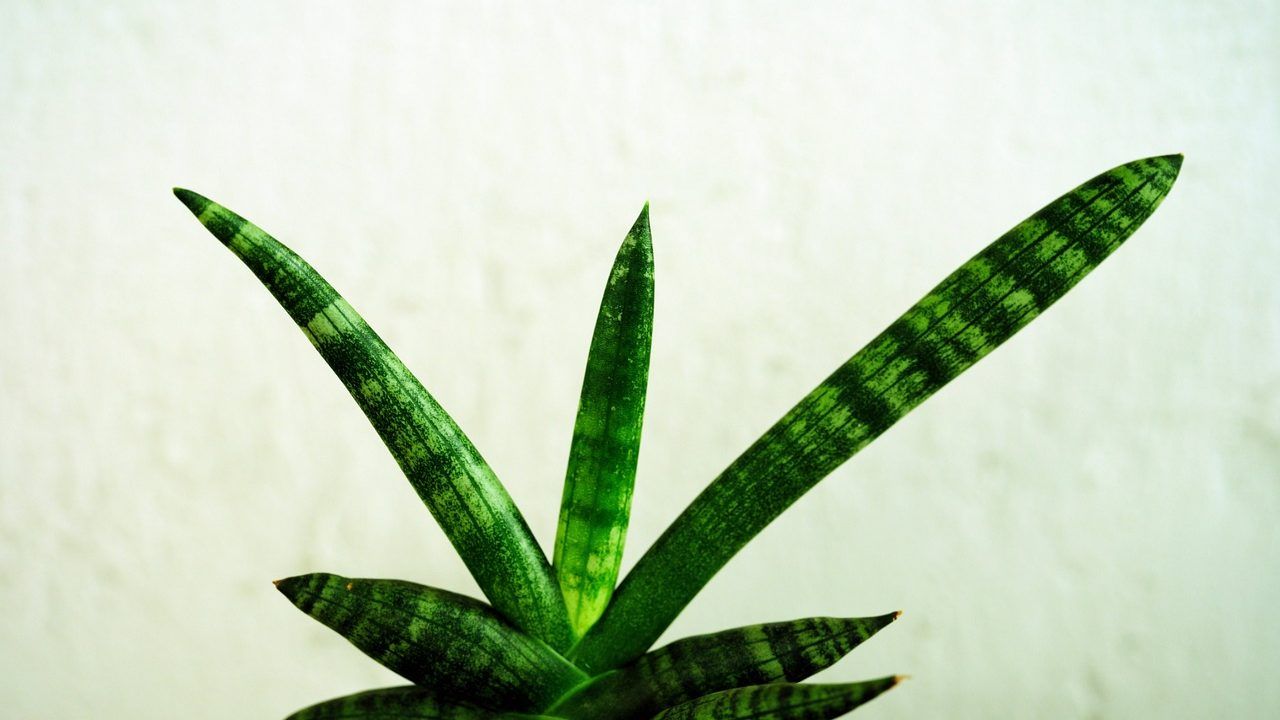 sanseveria segreti coltivazione