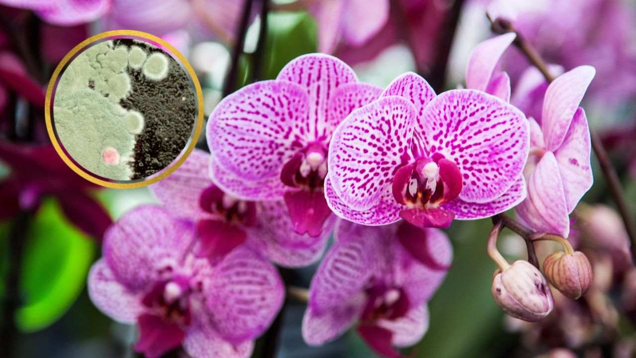 rimedio muffa orchidea