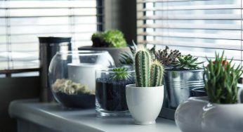 Piante che vivono con poca luce: adatte a tutte le stanze