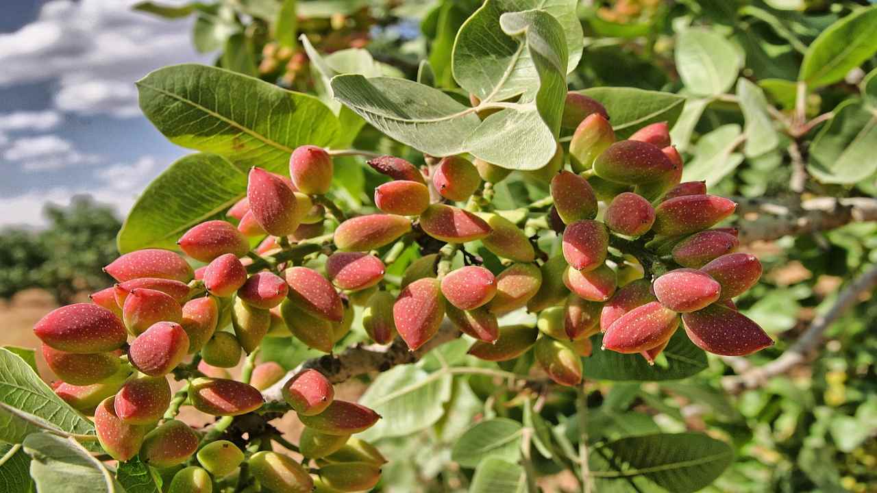 come potare albero di pistacchio