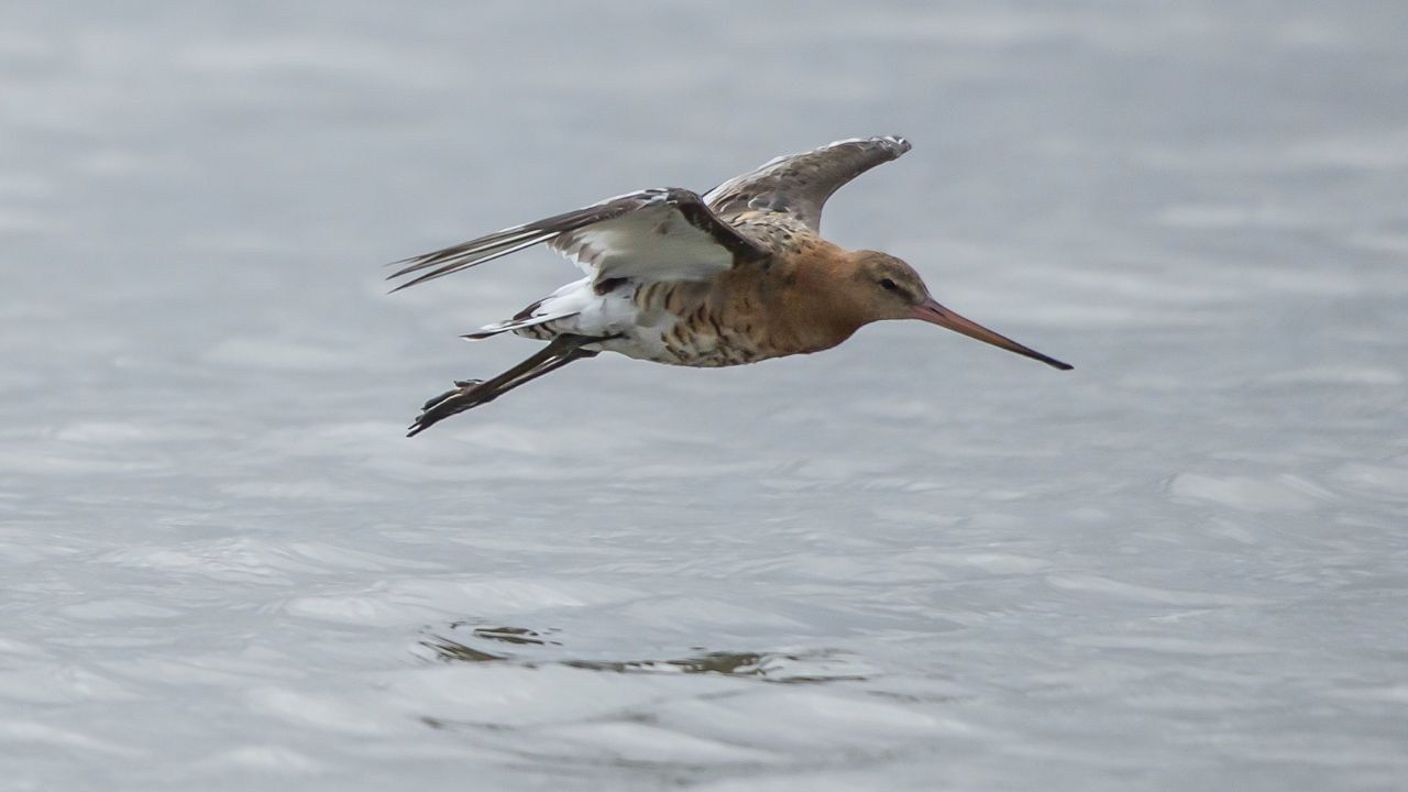 uccello migratore record mondiale