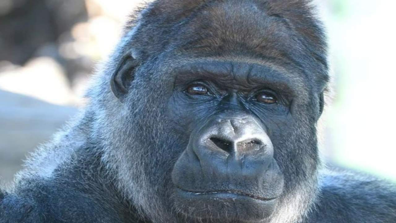 dov'è detenuto gorilla riù