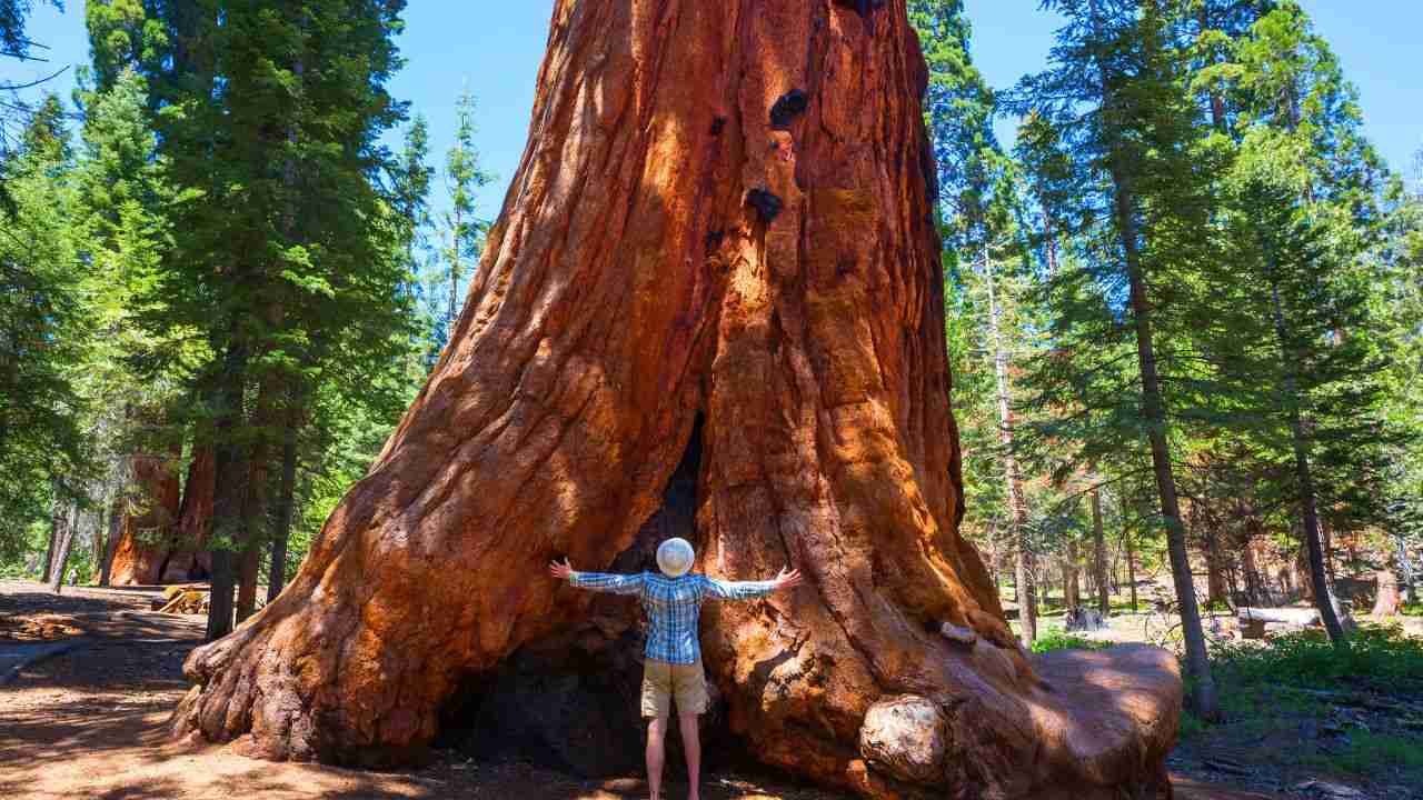 sequoia caratteristiche