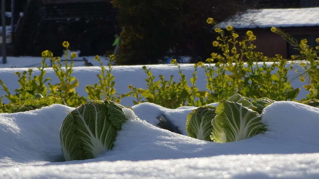 inverno cure per l'orto