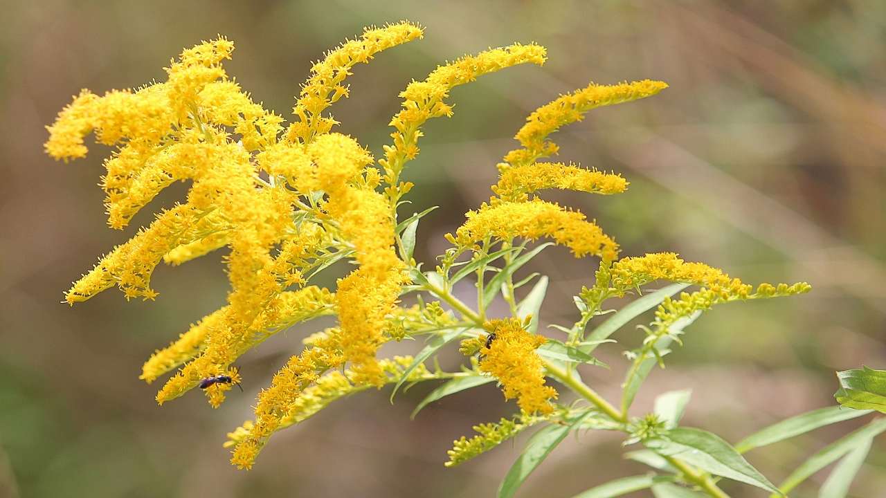 benefici verga d'oro