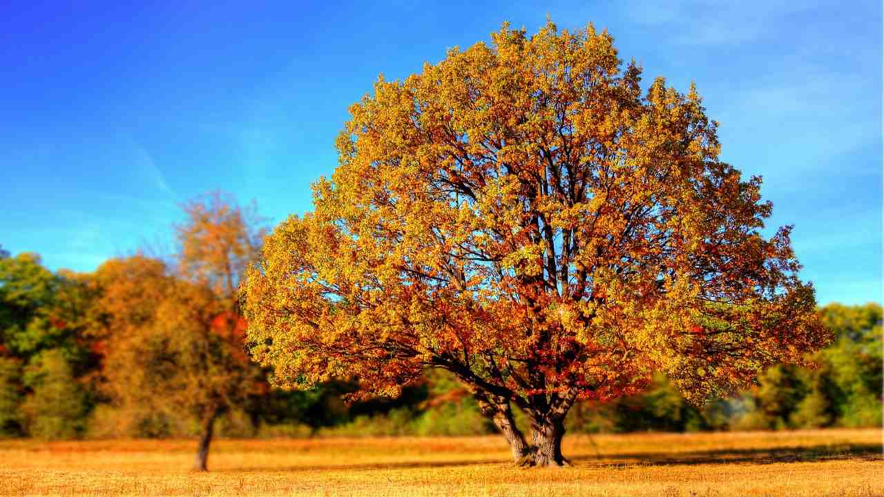 Ricerca natura benessere