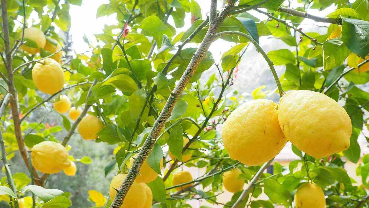 albero di limone in sicurezza