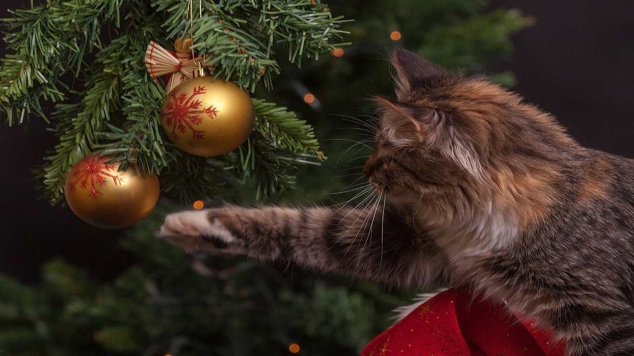 l'albero non va smontato il 6 gennaio