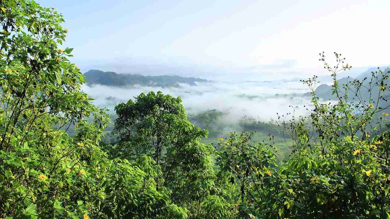 Amazzonia pericolo selva