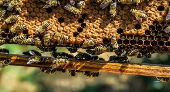 Gli impollinatori diminuiscono, le conseguenze sono tragiche