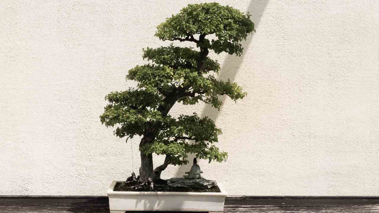 bonsai consigli utili