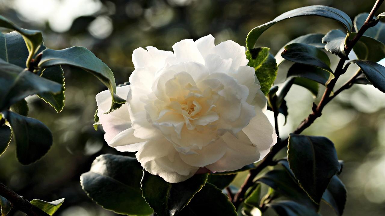 Camelia bianca fiore