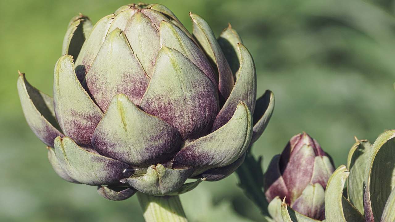 Carciofi coltivazione ortaggio