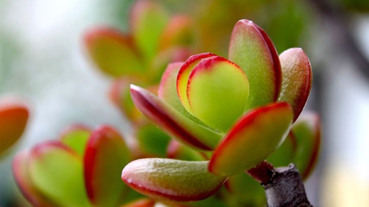 crassula ovata fioritura problemi