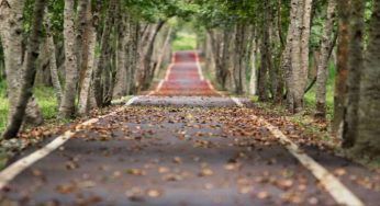 Alberi che producono più ossigeno, la lista completa
