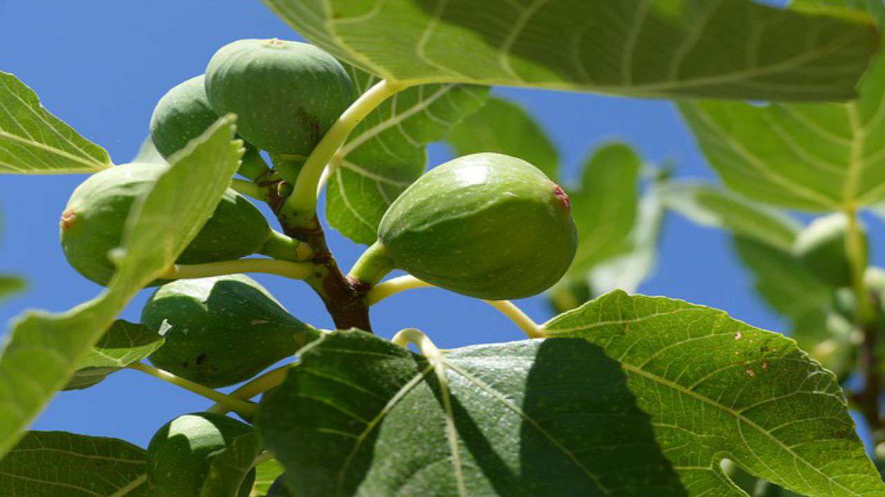 foglie frutta fichi