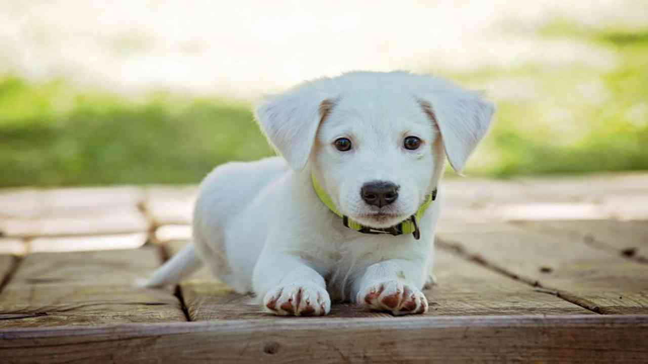 cane bianco sguardo