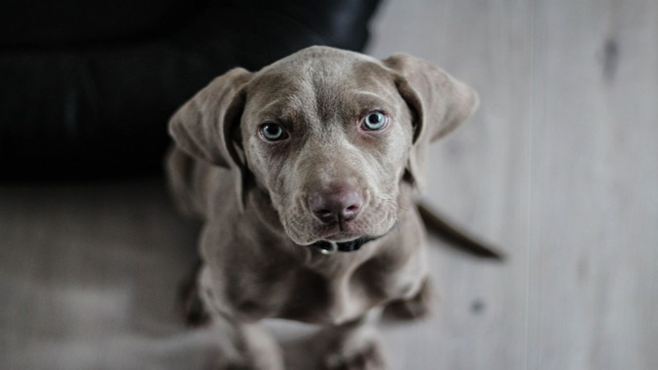 sguardo cane nero