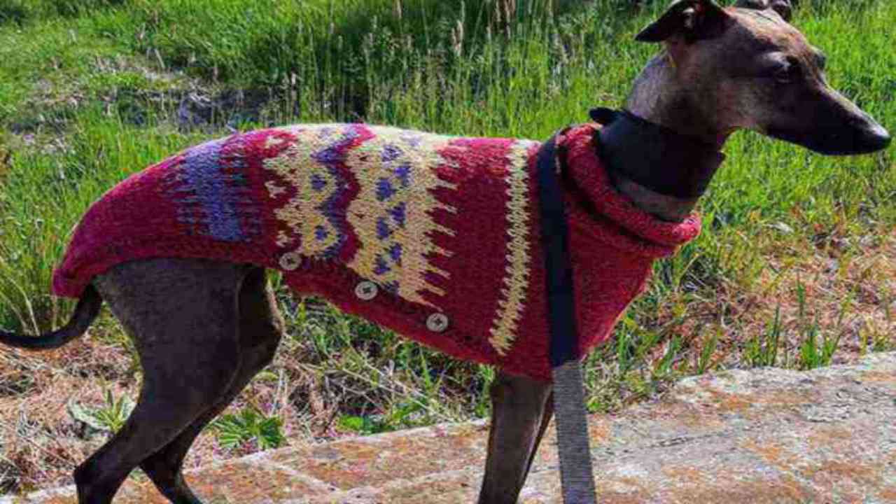 cane cappotto animale