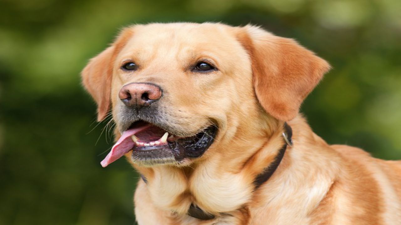 cane lingua labrador