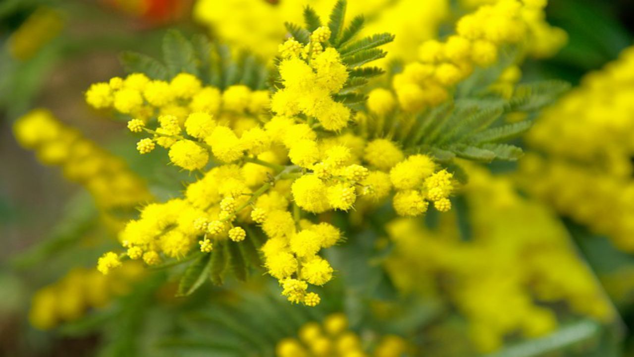 mimosa piante polline