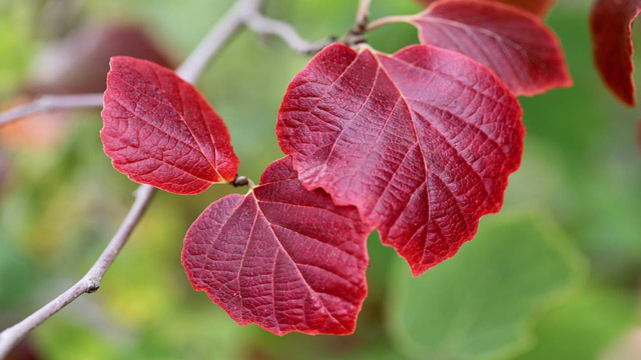 amamelide foglie rosse