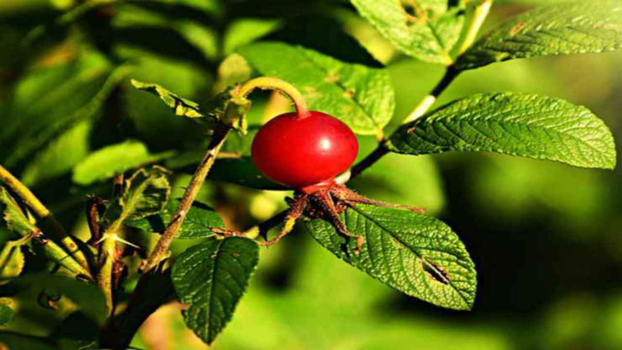 rosa canina pianta