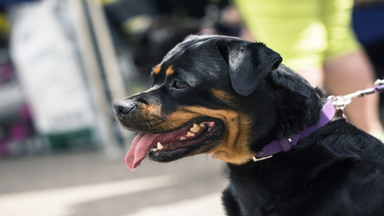 rotweiler profilo cane