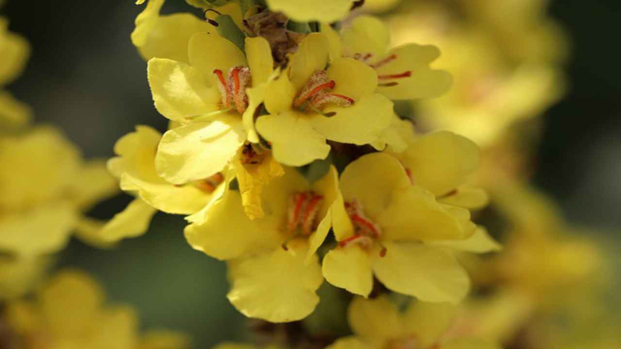 fiori verbasco natura