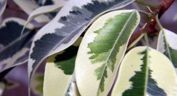 Ficus Ginseng e Benjamin: caratteristiche di vitale importanza che li differenziano