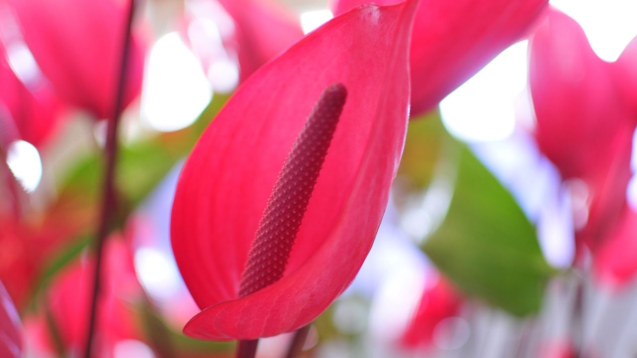 prenditene cura inverno anthurium trucco non conosci