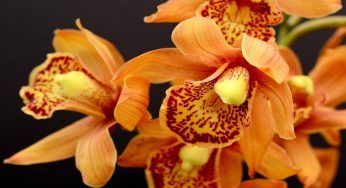 Orchidee, i boccioli diventano gialli e cadono? Sicuramente stai sbagliano questo