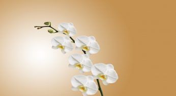 Orchidee, non le hai mai coltivate così e potresti pentirtene