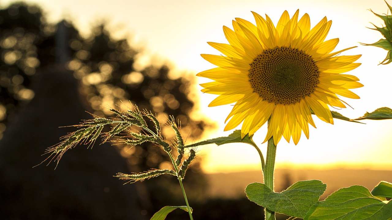 perché i petali del girasole appassiscono velocemente? i motivi