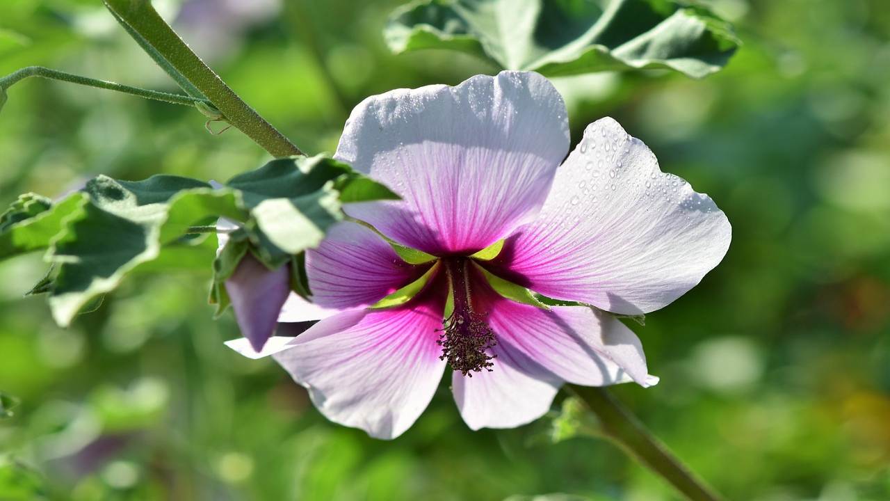 tisana alla malva non solo in inverno: ideale tutto l'anno