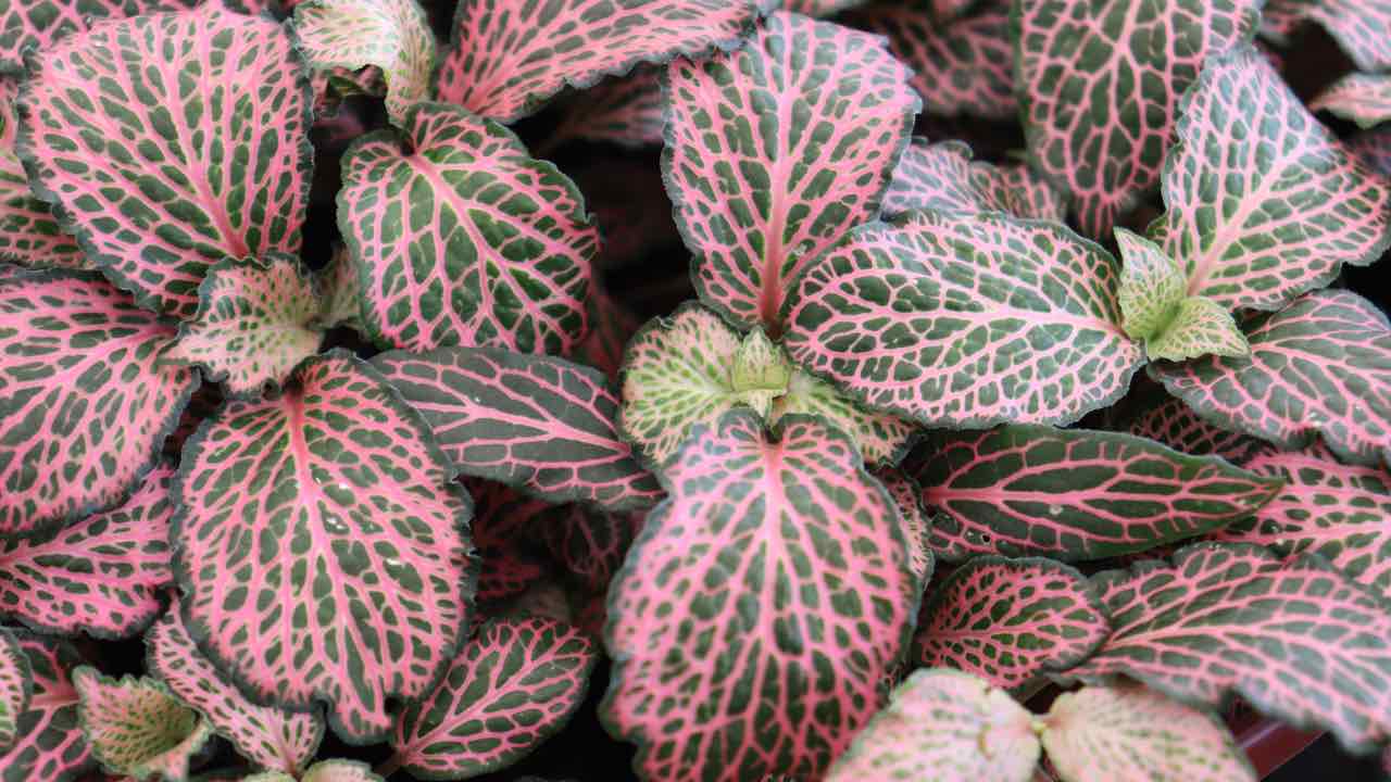 come propagare fittonia