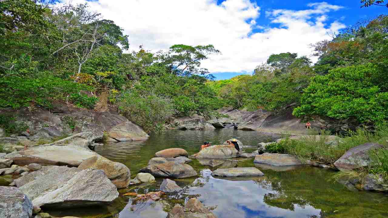 Savana Cerrado foresta