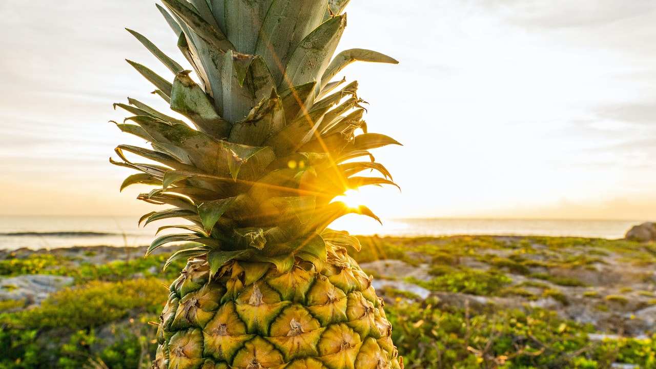 Bromeliacee come coltivarla in modo semplice