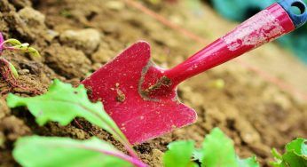 Sta per arrivare la primavera: cosa seminare a febbraio