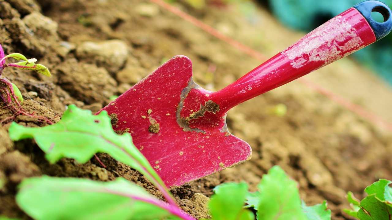 sta arrivando primavera che cosa seminare febbraio